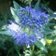 Caryopteris 'Grand Bleu'