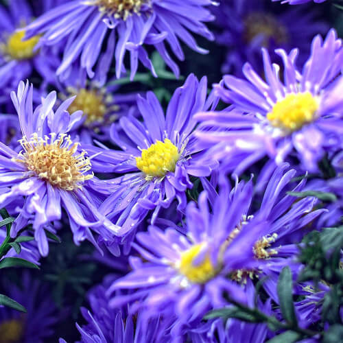 Aster 'Lady In Blue'