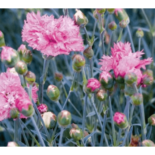 Oeillet Mignardise - Dianthus Plumarius Double Rose