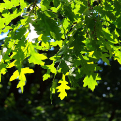 Chêne chevelu (Quercus Cerris)