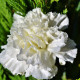 Oeillet Mignardise "Dianthus Double White"