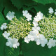 Viorne obier (Viburnum Opulus)