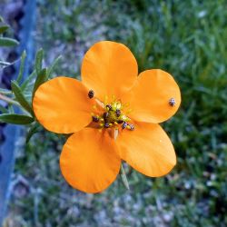 Potentille Arbustive 'Hopley's Orange' (Potentilla Fruticosa 'Hopley's Orange')