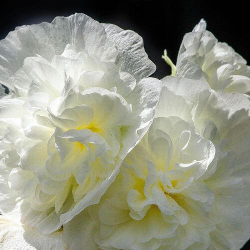 Rose Trémière 'Double Blanc' (Alcea Rosea Chater's)