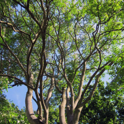 Ailante Glanduleux (Ailanthus Altissima)