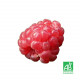 Framboisier rouge ”Heritage” (Rubus Idaeus ”Heritage”)