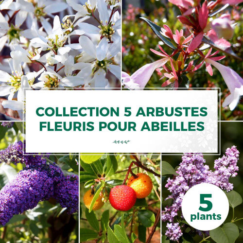 Collection 5 Arbustes Fleuris