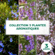 Collection 3 Plantes Aromatiques