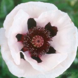 Pavot d'Orient  'Perry's White' (Papaver Orientale 'Perry's White')
