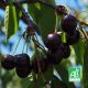 Cerisier 'Bigarreau Noir De Meched' BIO