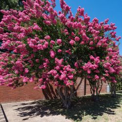 Lilas des Indes Rose (Lagerstroemia Indica)