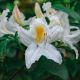 Rhododendron 'White Melody' (Azalea mollis)