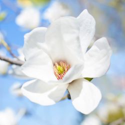 Magnolia de Soulange 'Alba Superba'