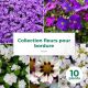 Collection de 10 vivaces tapis de fleurs pour bordure