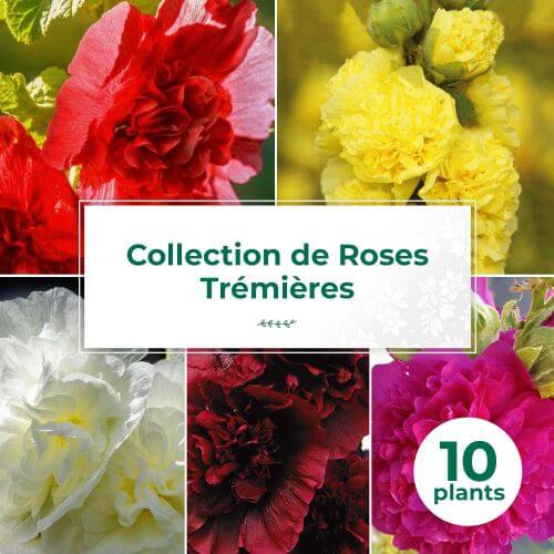 Collection de 10 Roses Trémières