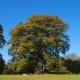 Chêne chevelu (Quercus Cerris)