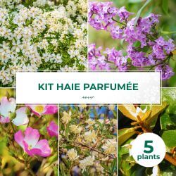 Kit Haie Parfumée - 5 Jeunes Plants