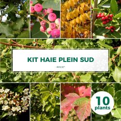Kit Haie Plein Sud - 10 Jeunes Plants