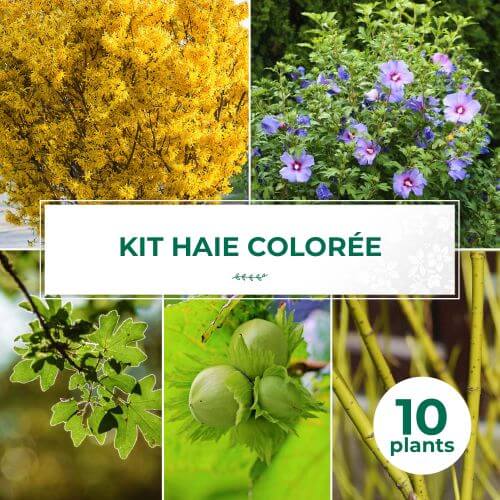 Kit Haie Colorée - 10 Jeunes Plants