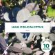 10 Eucalyptus (Eucalyptus Gunnii) - Haie de Eucalyptus
