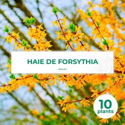 10 Forsythia (Forsythia X Intermedia 'Lynwood Gold') - Haie de Forsythia x Intermedia