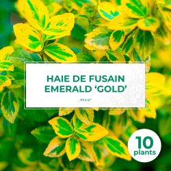 10 Fusain Emerald 'Gold' (Euonymus Fortunei 'Gold') - Haie Fusain Gold
