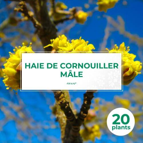20 Cornouiller Mâle (Cornus Mas) - Haie de Cornouiller Mâle