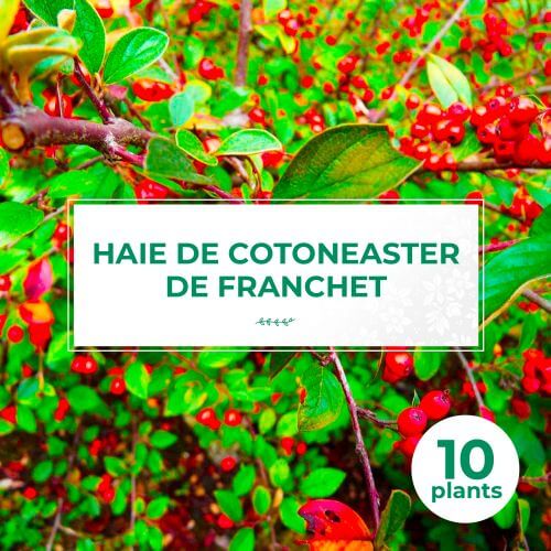 10 Cotoneaster de Franchet (Cotoneaster Franchetii) - Haie de Cotoneaster de Franchet