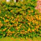 10 Millepertuis Arbustif 'Hidcote' (Hypericum 'Hidcote') - Haie Basse de Millepertuis Arbustif