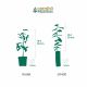 10 Buis Commun À Feuilles Rondes (Buxus Sempervirens 'Rotundifolia') - Haie de Buis Commun à Feuilles Rondes