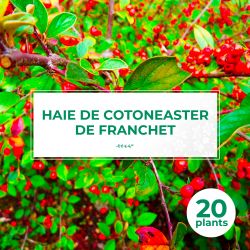 20 Cotoneaster de Franchet (Cotoneaster Franchetii) - Haie de Cotoneaster de Franchet