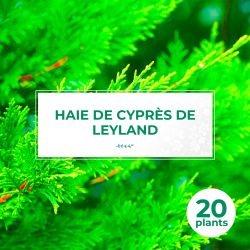 20 Cyprès De Leyland (Cupressocyparis Leylandii) - Haie de Cyprès de Leyland