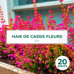 20 Cassis Fleurs (Ribes Sanguineum) - Haie de Cassis Fleurs
