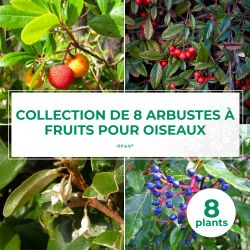 Collection 8 Arbustes à Fruits pour Oiseaux