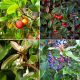 Collection 8 Arbustes à Fruits pour Oiseaux