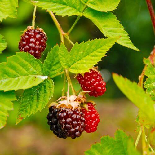Hybride Mûrier/Framboisier 'Loganberry'