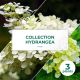 Collection 3 Hydrangea