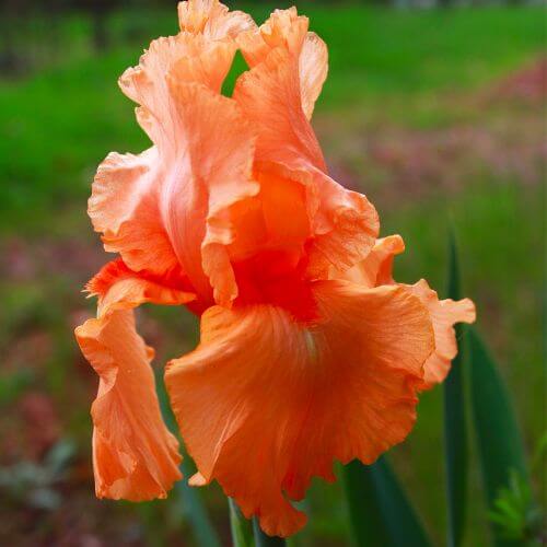 Iris Tangerine