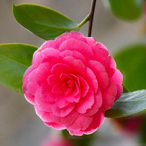 Camélia du Japon 'Madame Lebois' (Camellia japonica)