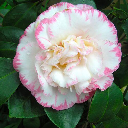 Camélia du Japon 'Harlequin' (Camellia japonica)