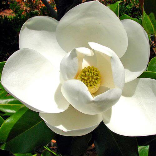 Magnolia à grandes fleurs "GALISSONIENSIS" (MAGNOLIA GRANDIFLORA)