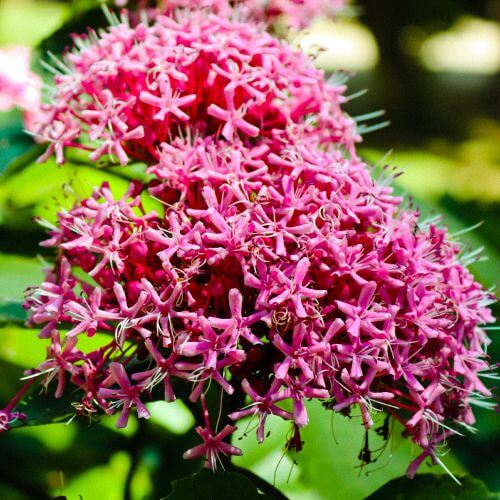 Clerodendron "pink diamond"