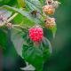 Framboisier Meeker Bio (Rubus ideaus)