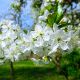 Cerisier Sunburst BIO (Prunus avium)