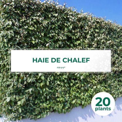 20 Chalef (Eleagnus Ebbingei) - Haie de Chalef
