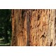 Séquoia toujours vert (Sequoia Sempervirens)