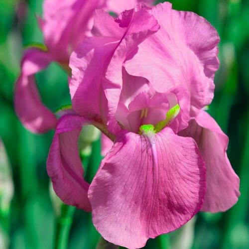 Iris "Color me Rose"